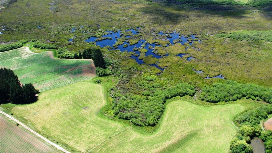 Aerial view of peat bog pools and wetland vegetation meeting farmland at Whangamarino