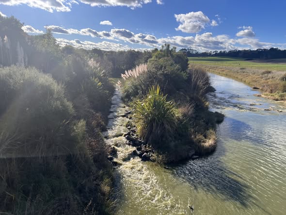 Water flowing past a planted island in a Waikato waterway