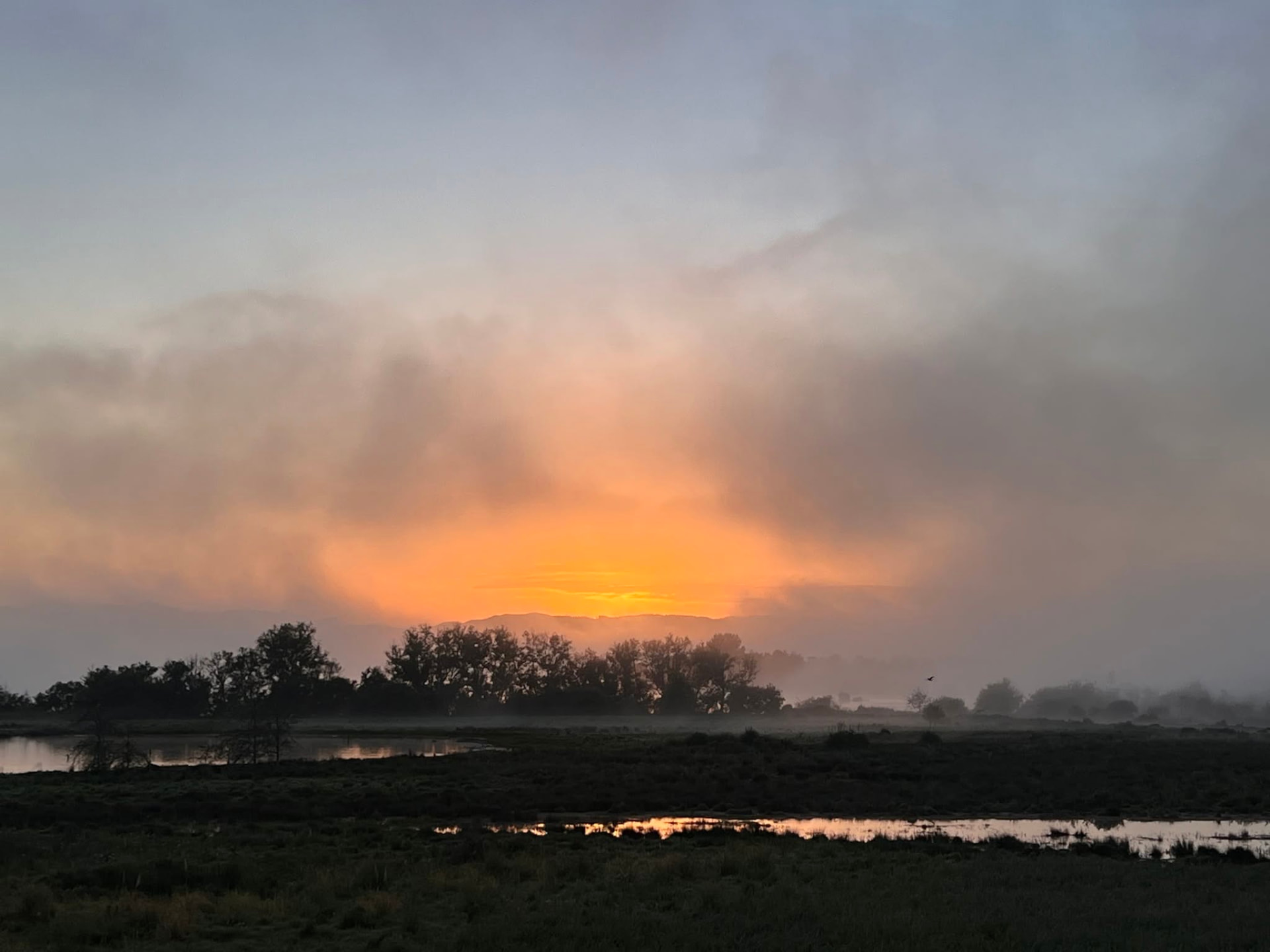 Sunrise breaking through mist over the wetlands beside Lake Waikare